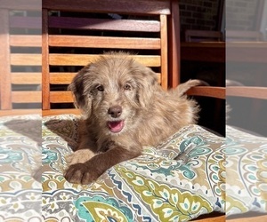 Labradoodle Puppy for sale in NOBLESVILLE, IN, USA