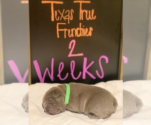 French Bulldog Puppy for sale in ABILENE, TX, USA
