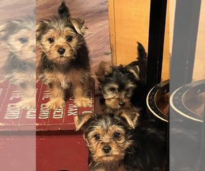 Yorkshire Terrier Puppy for sale in PRUNEDALE, CA, USA