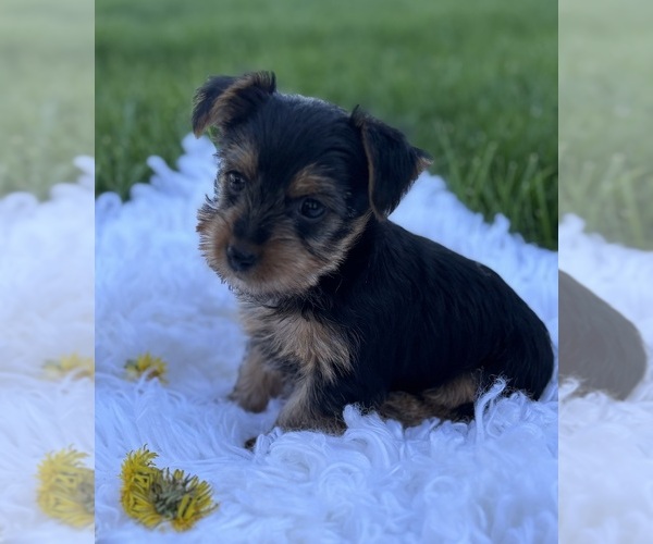 Medium Photo #11 Yorkshire Terrier Puppy For Sale in ROCK STREAM, NY, USA