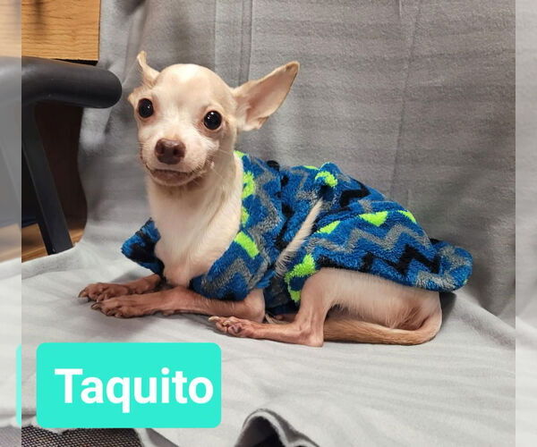 Medium Photo #3 Chihuahua Puppy For Sale in Richmond, IN, USA