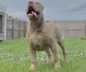 Medium American Bully