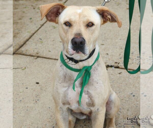 Medium Photo #21 Labrador Retriever-Retriever  Mix Puppy For Sale in Washington, DC, USA