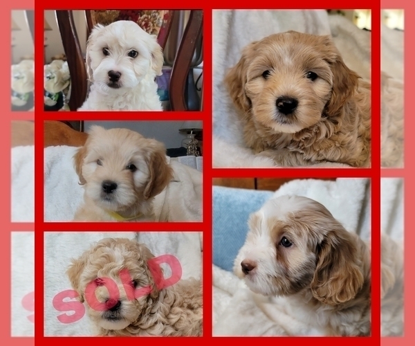 Medium Photo #12 Lhasa Apso Puppy For Sale in PHOENIX, AZ, USA