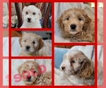 Small Photo #12 Lhasa Apso Puppy For Sale in PHOENIX, AZ, USA