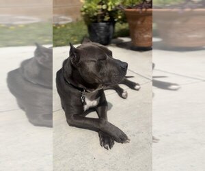 American Pit Bull Terrier-Unknown Mix Dogs for adoption in W Hollywood, CA, USA