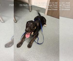 Labrador Retriever-Unknown Mix Dogs for adoption in Baytown, TX, USA