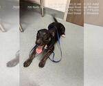 Small Labrador Retriever Mix