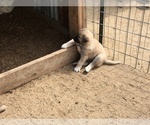 Small Photo #7 Anatolian Shepherd Puppy For Sale in HUBBARD, TX, USA