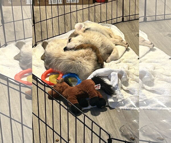 Medium Photo #4 Australian Shepherd-Unknown Mix Puppy For Sale in Sandy, UT, USA