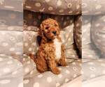 Small #1 Goldendoodle mix (+ Poodle Miniature)