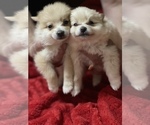 Small Photo #5 Pomeranian Puppy For Sale in BOSTON, MA, USA