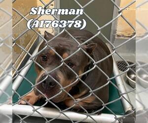 Medium American Pit Bull Terrier