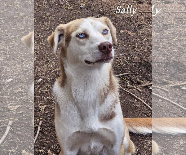 Medium Photo #1 Huskies -Unknown Mix Puppy For Sale in Sequim, WA, USA