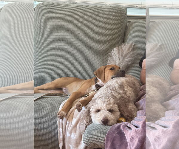 Medium Photo #3 Labsky Puppy For Sale in Virginia Beach, VA, USA