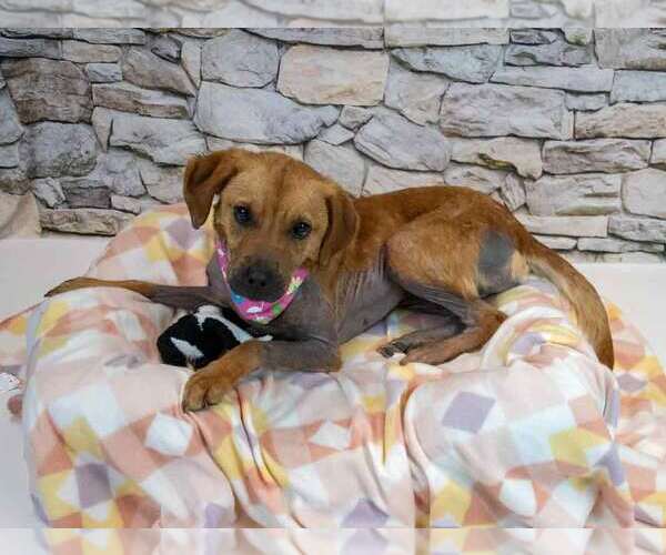 Medium Photo #3 Mutt Puppy For Sale in Kennesaw, GA, USA
