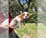 Small #3 Cavalier King Charles Spaniel
