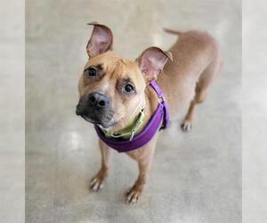 American Pit Bull Terrier Dogs for adoption in Akron, OH, USA