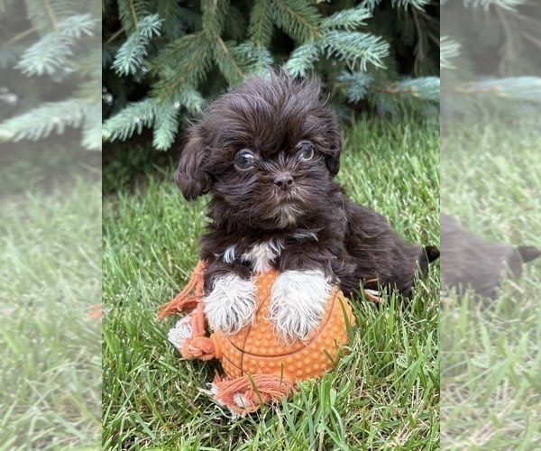 Medium Photo #3 Shih Tzu Puppy For Sale in MIDDLEBURY, IN, USA