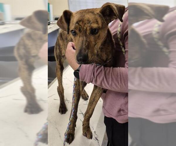 Medium Photo #1 Unknown-Whippet Mix Puppy For Sale in Lodi, CA, USA