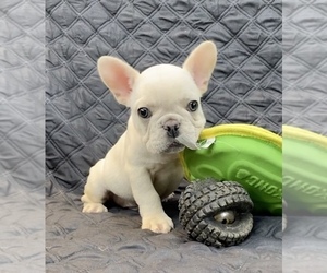 French Bulldog Puppy for Sale in BOAZ, Alabama USA