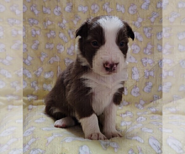 Medium Photo #9 Border Collie Puppy For Sale in NORBORNE, MO, USA