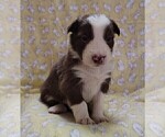 Small #8 Border Collie