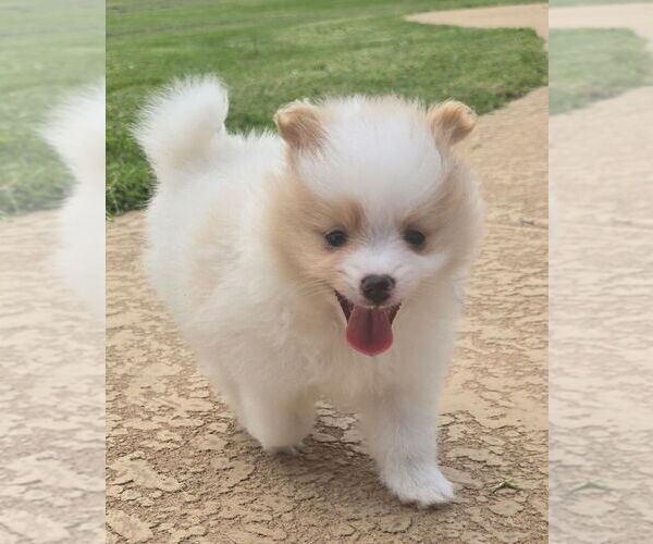 Medium Photo #3 Pomeranian Puppy For Sale in MONTGOMERY, TX, USA