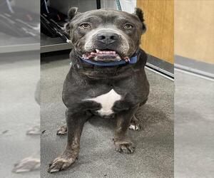 Mutt Dogs for adoption in Forestville, MD, USA