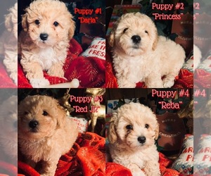 Poodle (Miniature) Puppy for sale in HAMILTON, NC, USA