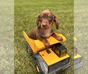 Dachshund Puppy for sale in MIDDLEBURY, IN, USA