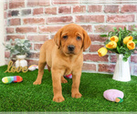 Small #2 Labrador Retriever