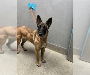 Mutt Dogs for adoption in Las Vegas, NV, USA