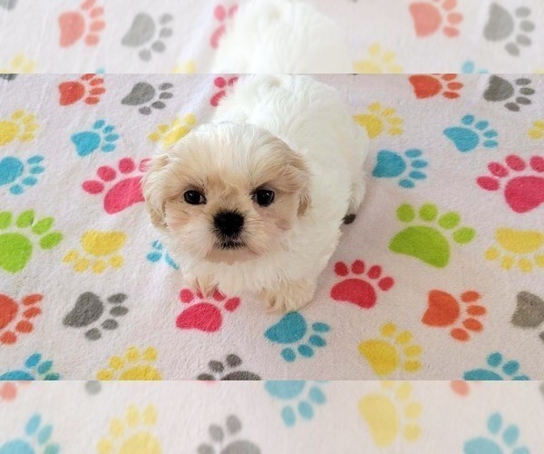 Medium Photo #4 Shih Tzu Puppy For Sale in ORO VALLEY, AZ, USA