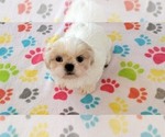 Small #3 Shih Tzu