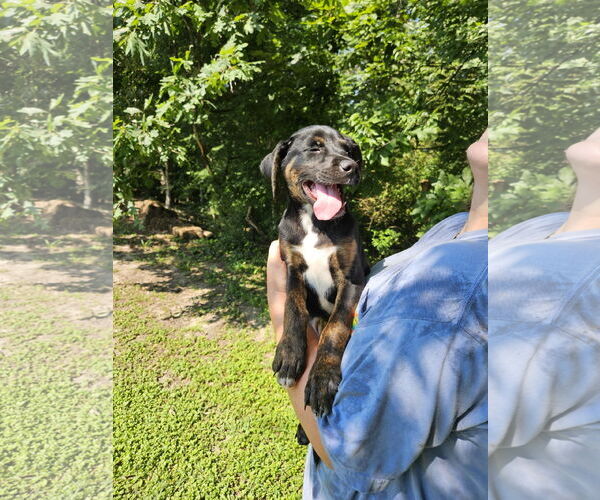 Medium Photo #7 Labrador Retriever-Unknown Mix Puppy For Sale in Thomasville, NC, USA