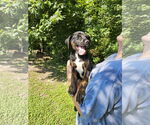 Small #6 Labrador Retriever Mix