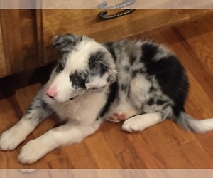 Border Collie Puppy for sale in FRANKLIN, NC, USA
