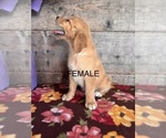 Small #12 Golden Retriever