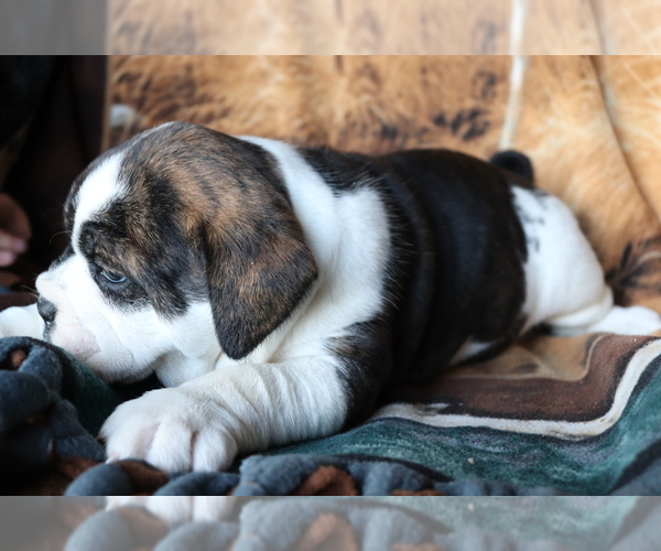 Medium Photo #2 Olde English Bulldogge Puppy For Sale in SHILOH, OH, USA