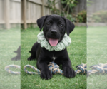 Small Labrador Retriever Mix