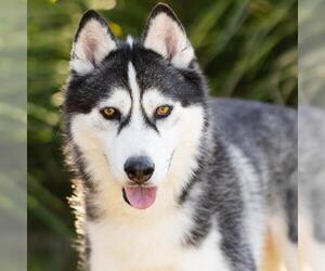 Siberian Husky Dogs for adoption in Camarillo, CA, USA