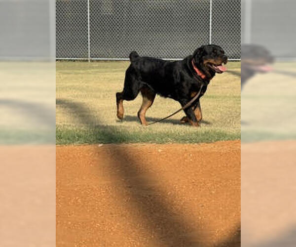 Medium Photo #2 Rottweiler Puppy For Sale in Hillsboro, NH, USA