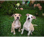 Small #3 Labrador Retriever Mix