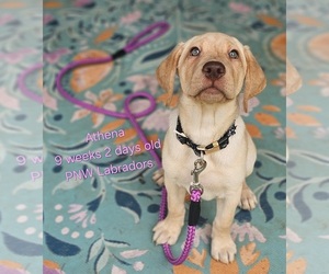 Labrador Retriever Litter for sale in ROGUE RIVER, OR, USA