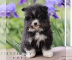 Small #2 Pomsky