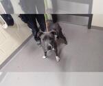 Small American Pit Bull Terrier