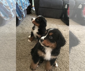 Bernese Mountain Dog Puppy for sale in LAINGSBURG, MI, USA