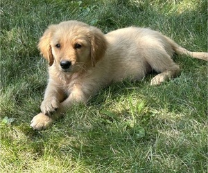 Golden Retriever Puppy for sale in INDIANAPOLIS, IN, USA