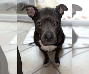 American Staffordshire Terrier-Unknown Mix Dogs for adoption in San Antonio, TX, USA